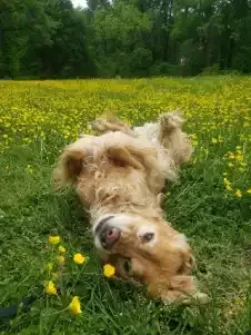 Fitness Sessions for Dogs