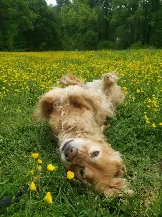 Fitness Sessions for Dogs