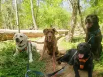 Dog Running Groups