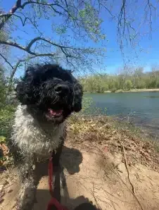 Dog Running on Riverside