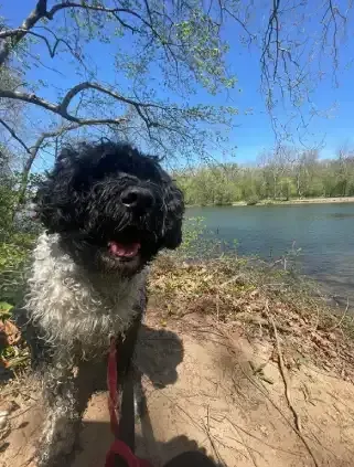 Dog Running on Riverside