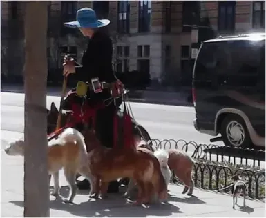 Dog walker in Georgetown, Washington DC