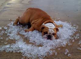 Dog Heat Stroke in DC Summers