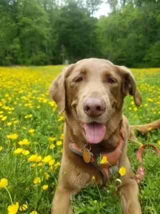 Dog Exercising to Lose Weight