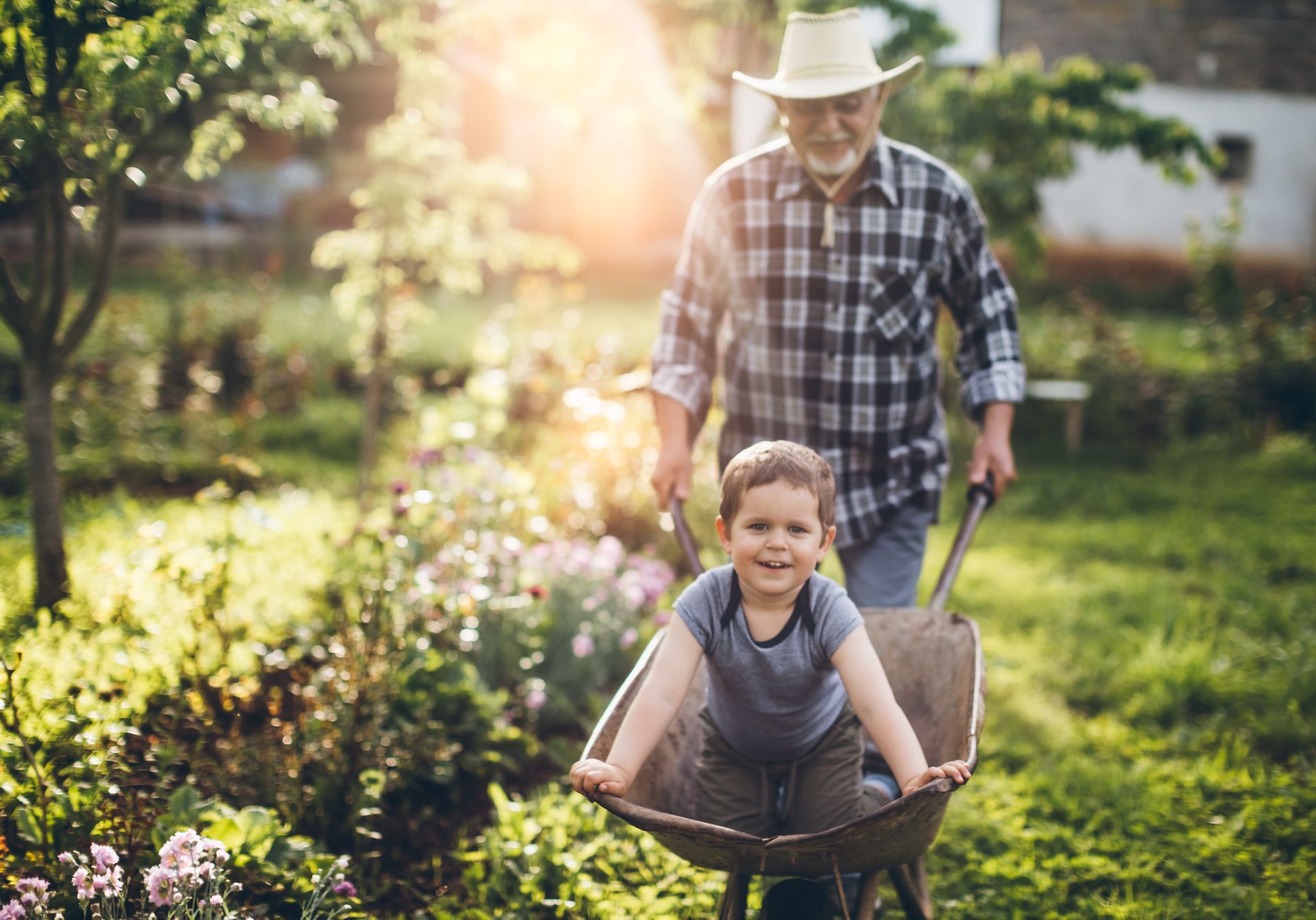 An elderly man is pushing a little boy in a wheelbarrow.