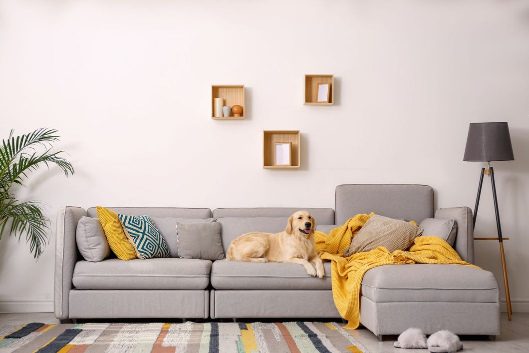 A dog is laying on a couch in a living room.