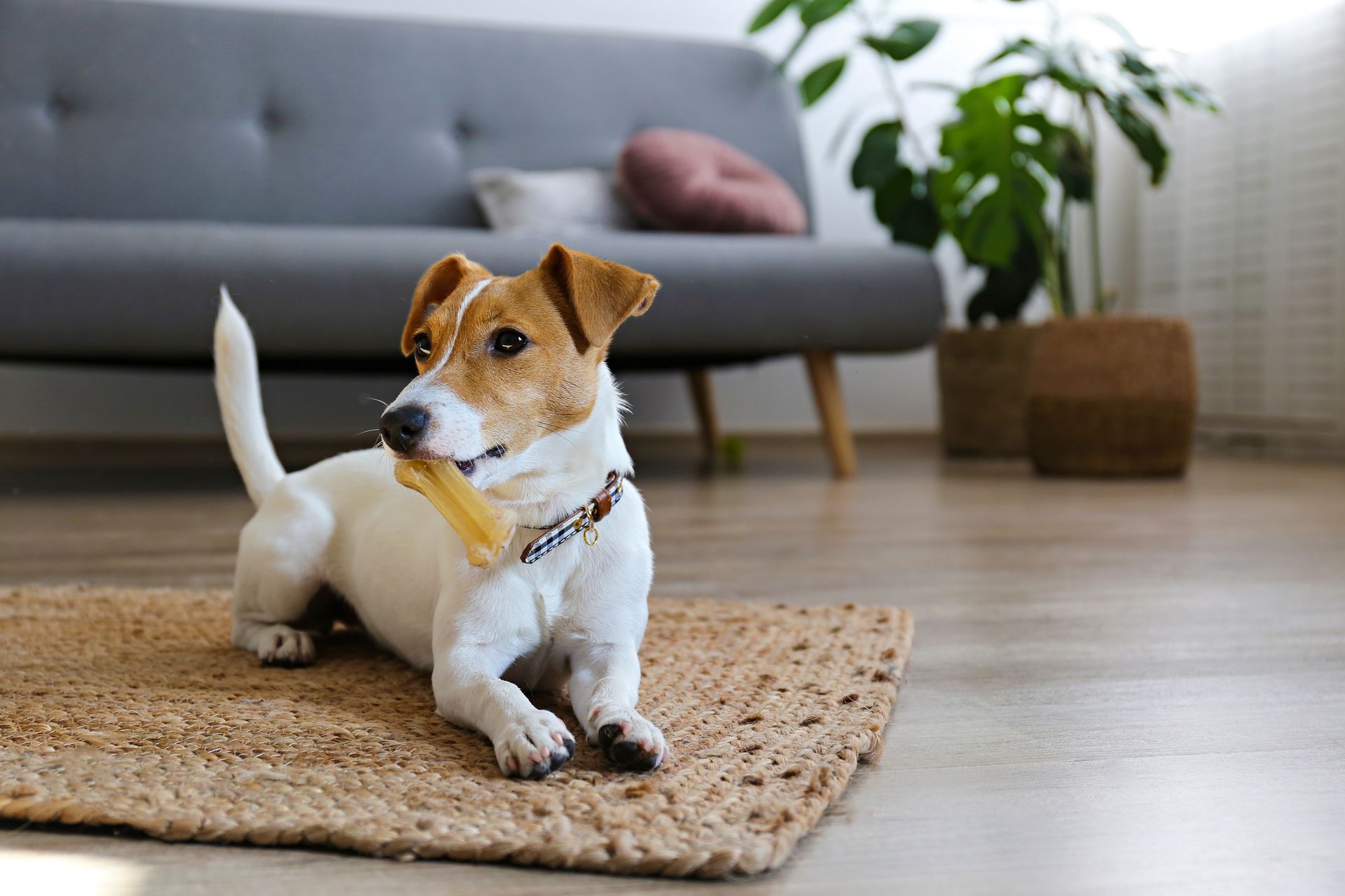 A small dog is chewing on a bone while laying on a rug in a living room.