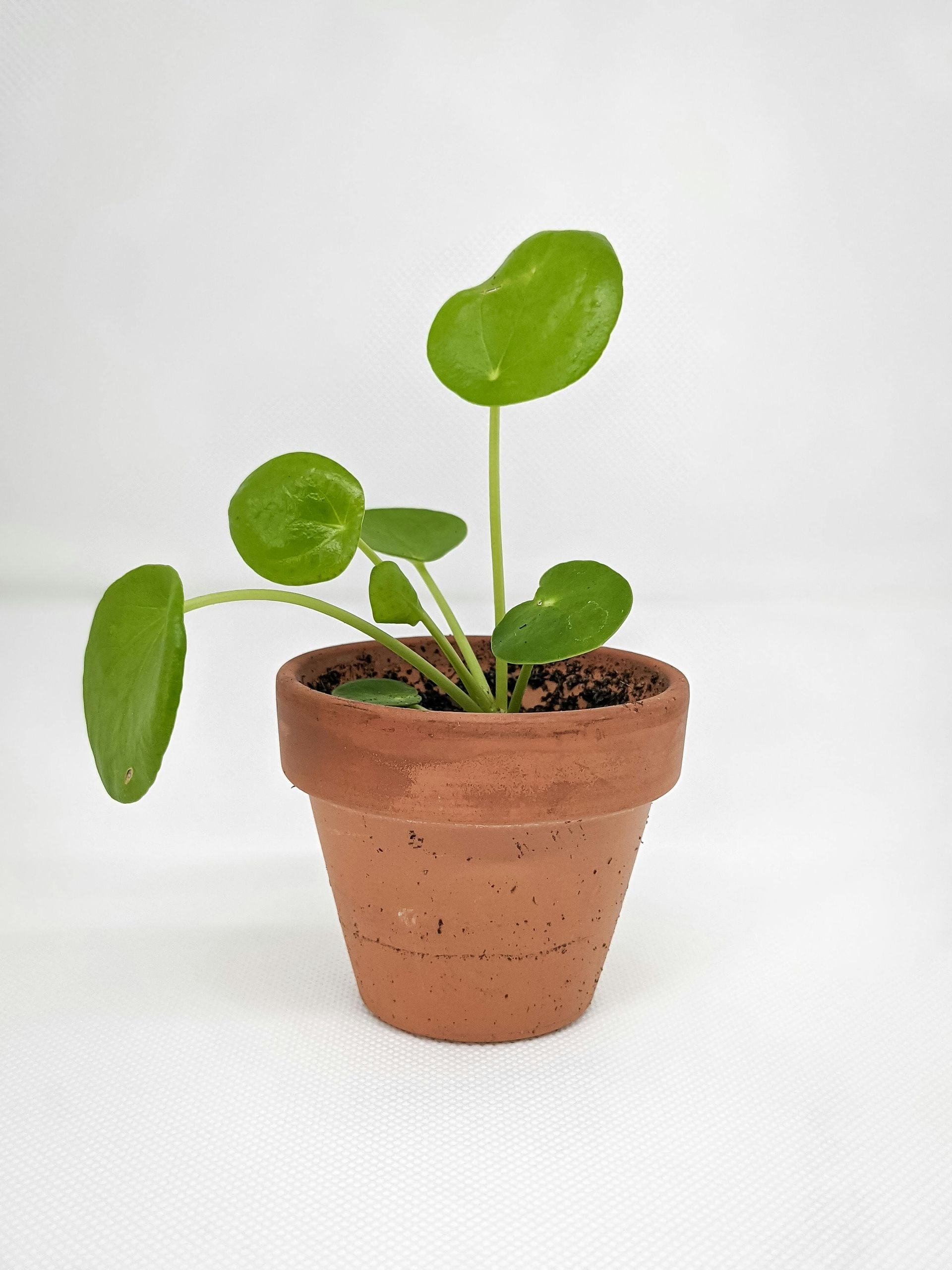 Une petite plante Pilea peperomioides vert clair dans un pot en terre cuite sur fond blanc uni.