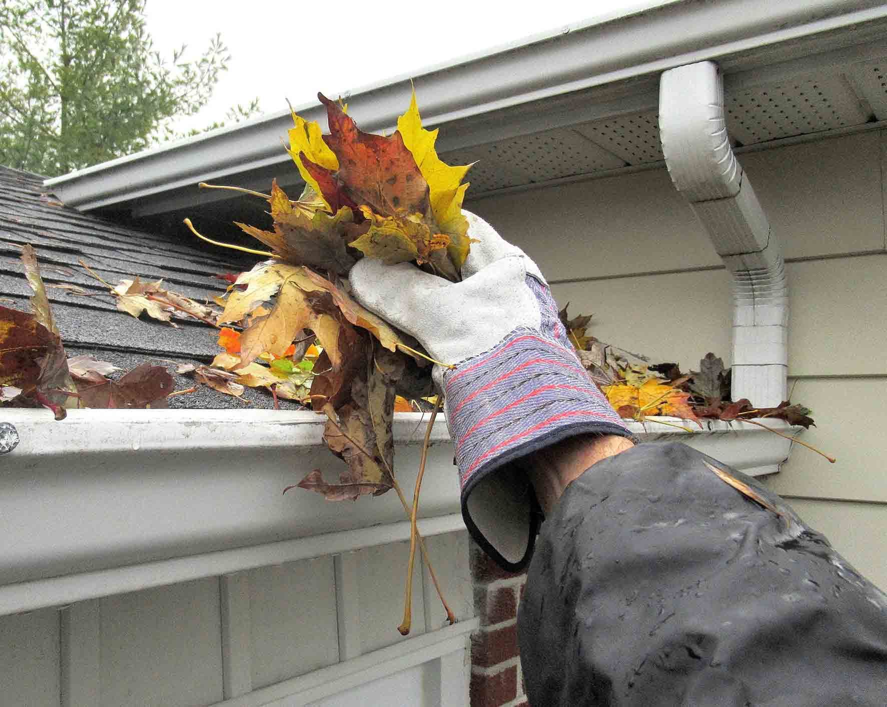 A person is holding a bunch of leaves in a gutter