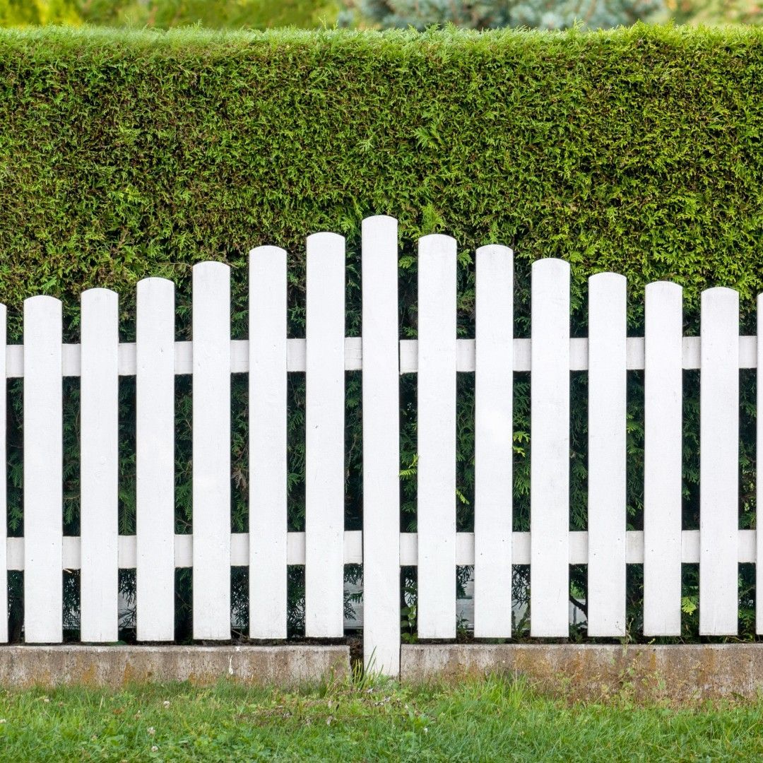 White picket fence in front of a dense green hedge, set on a grassy area.