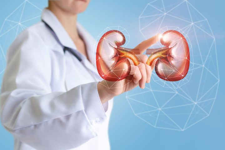 Doctor supports kidneys health — Middlebury, CT — Nephrology & Hypertension Associates