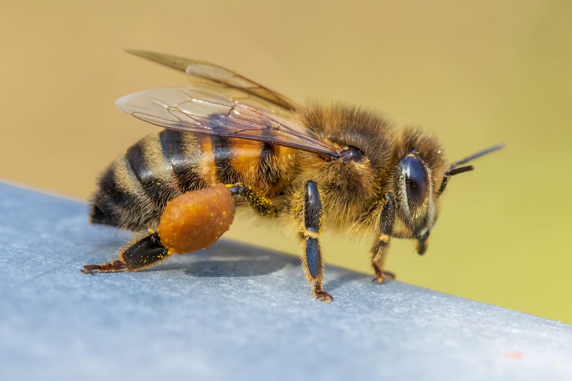 Un gros plan d'une abeille assise sur une surface métallique.