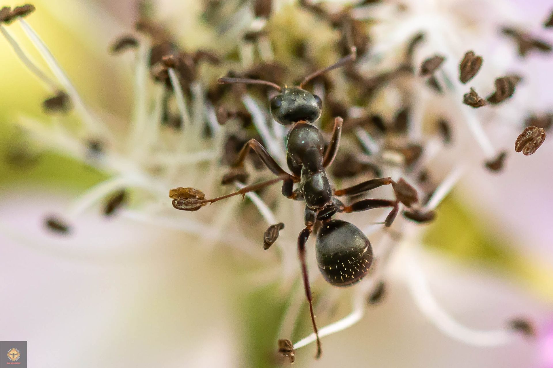 Un gros plan d'une fourmi noire sur une fleur.
