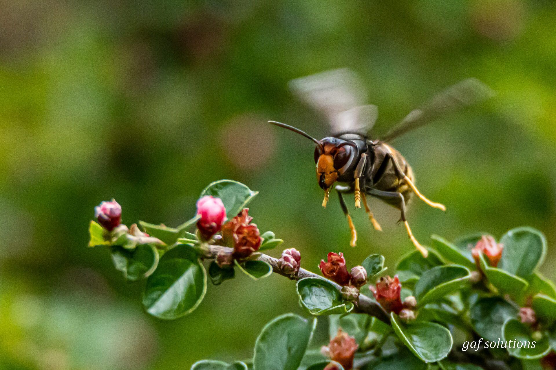 Une guêpe est assise sur une branche fleurie.