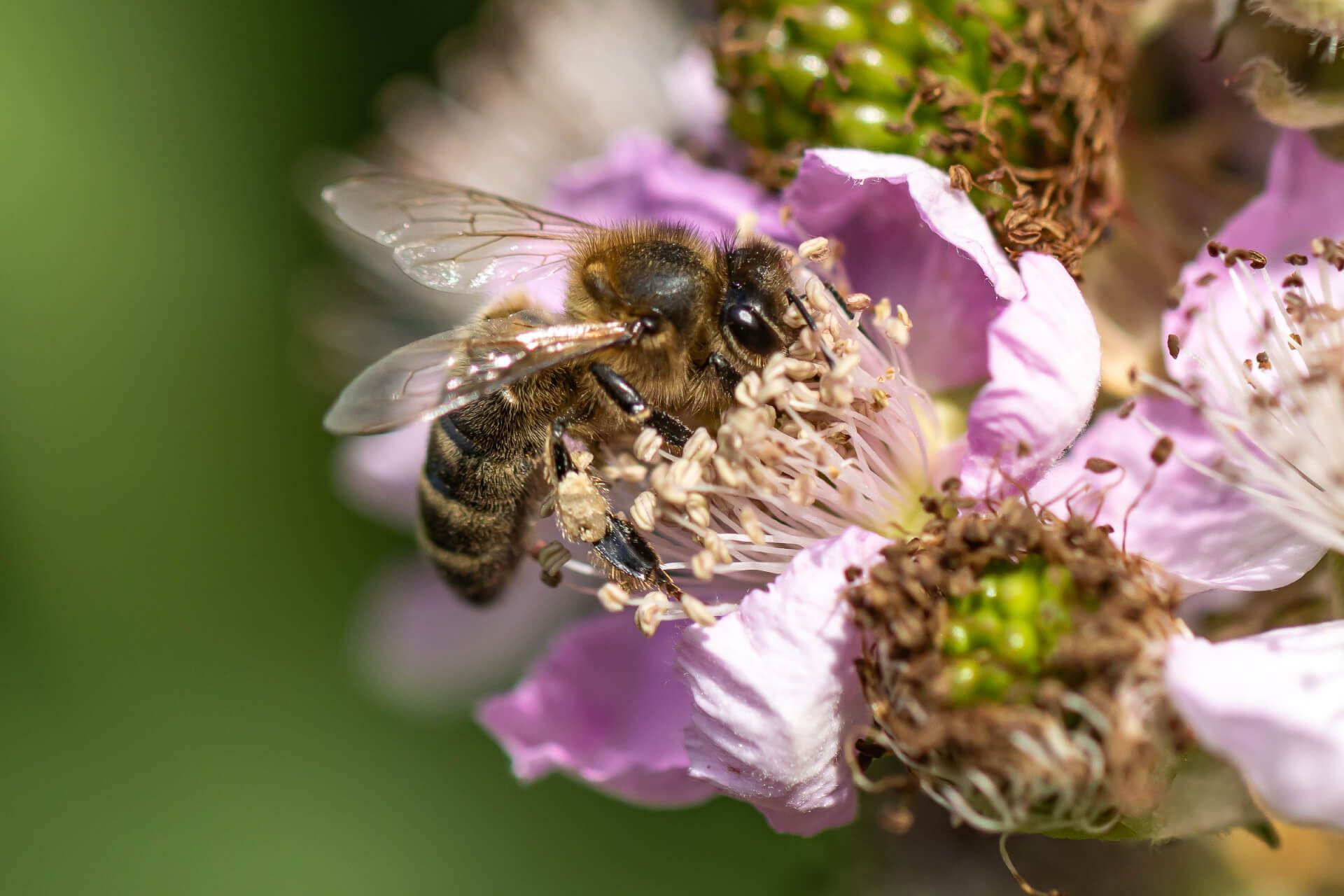 Un gros plan d'une abeille sur une fleur violette.