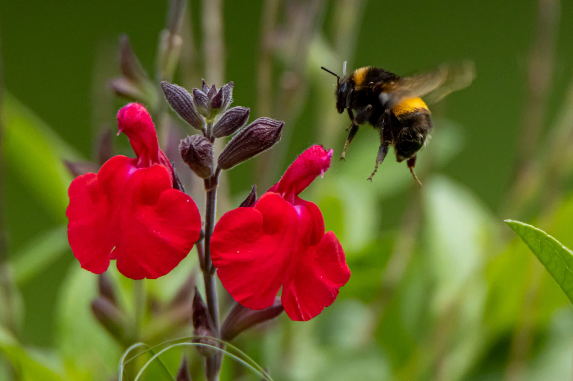 Une abeille vole au-dessus d'une fleur rouge.