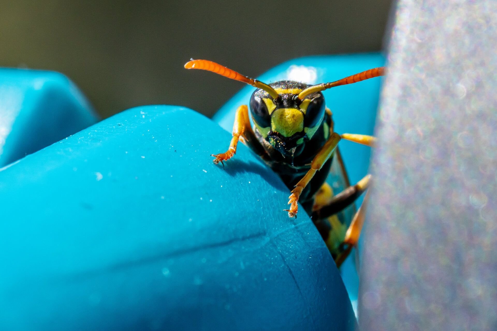 Un gros plan d'une guêpe sur un objet bleu.