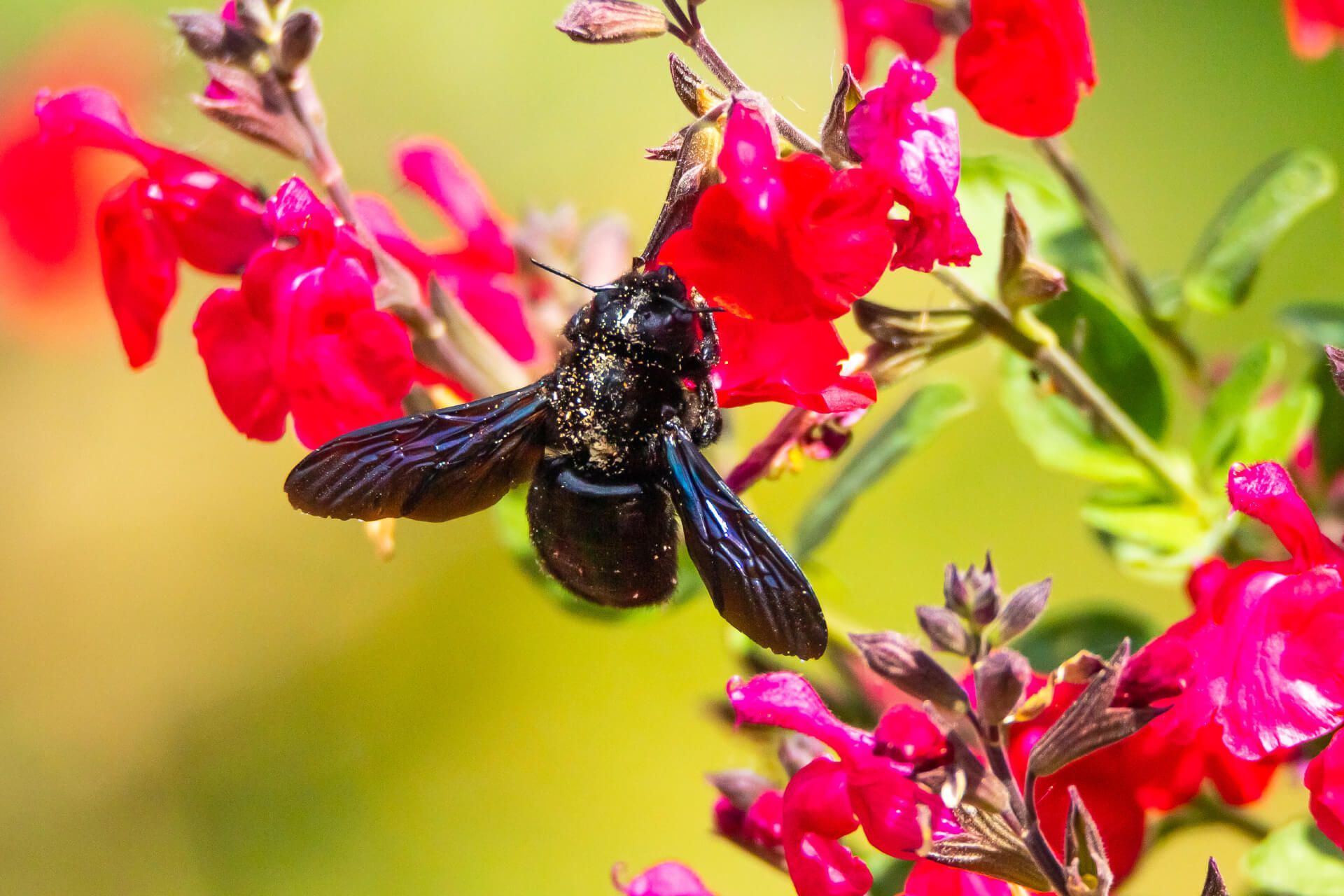 Une abeille noire est assise sur une fleur rouge.