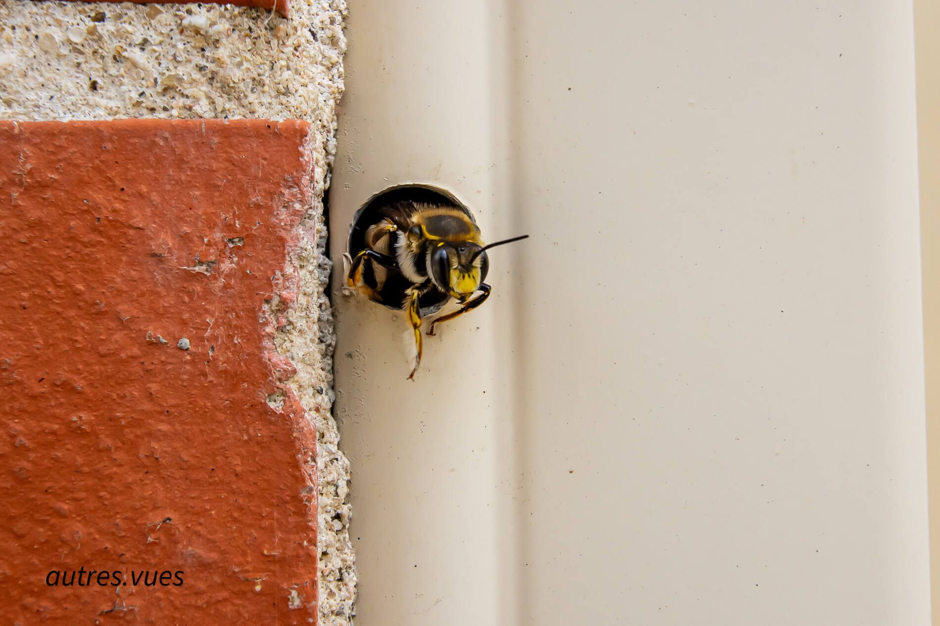 Une abeille noire et jaune est assise sur un mur de briques.