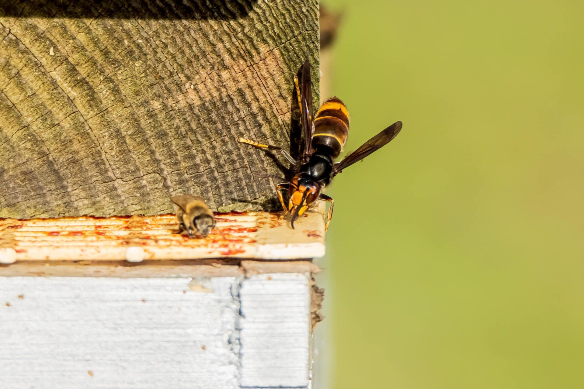 Une guêpe est assise sur une boîte en bois.