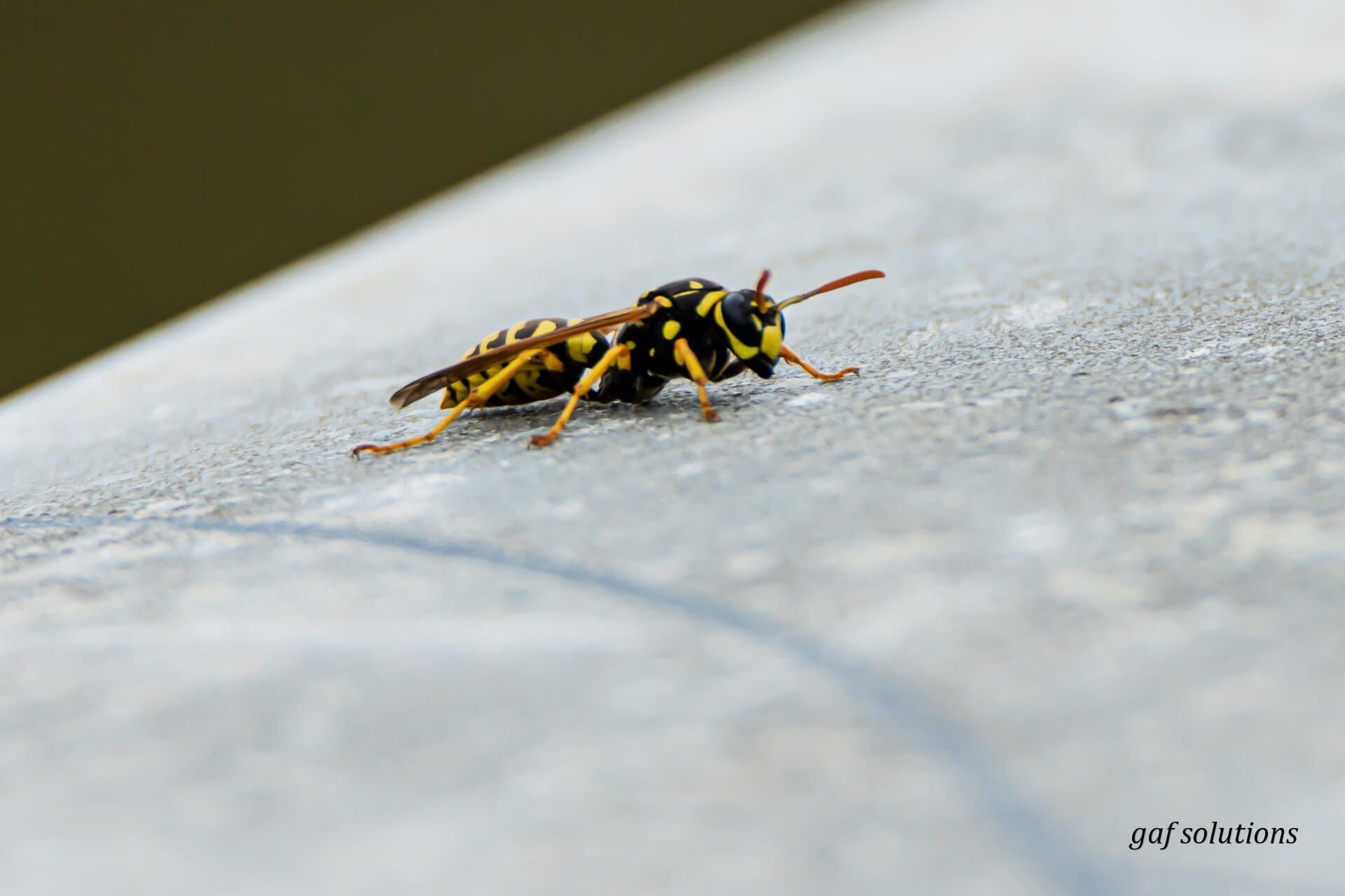 Une guêpe jaune et noire est assise sur une surface en béton.