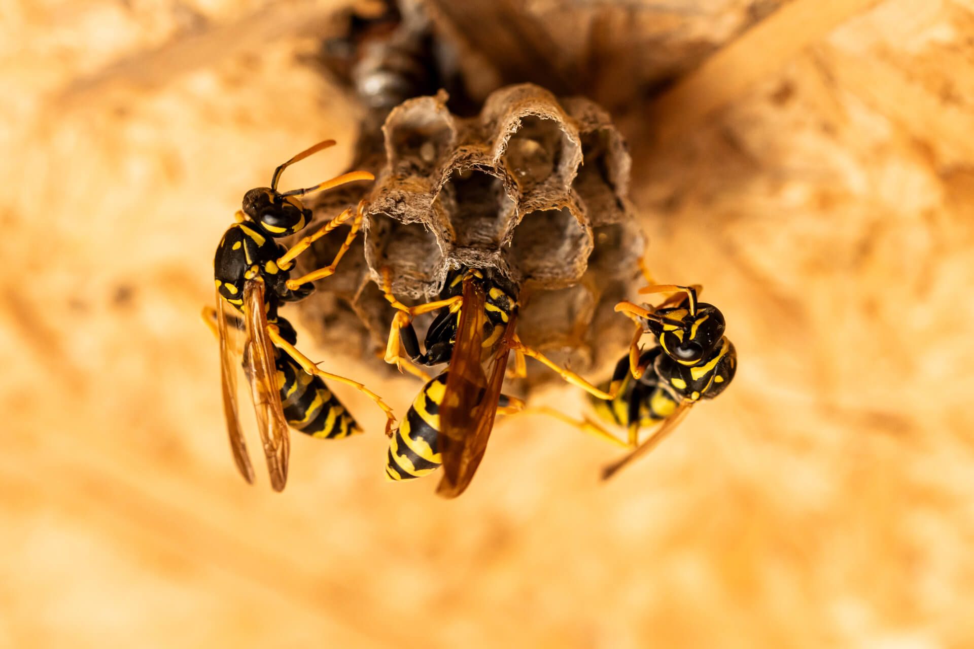 Un groupe de guêpes est assis au sommet d'un nid.