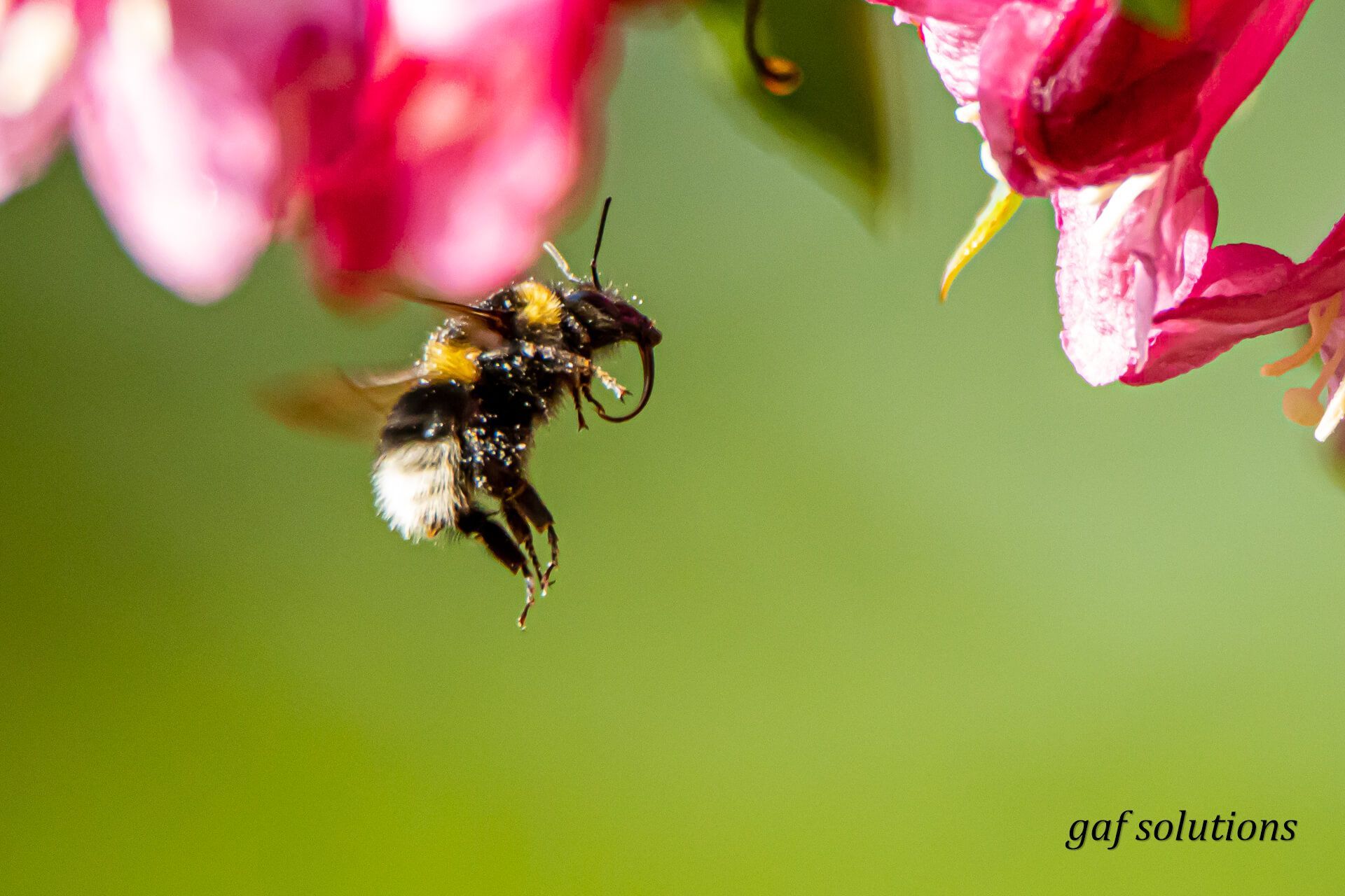 Un gros plan d'une abeille volant près d'une fleur rose
