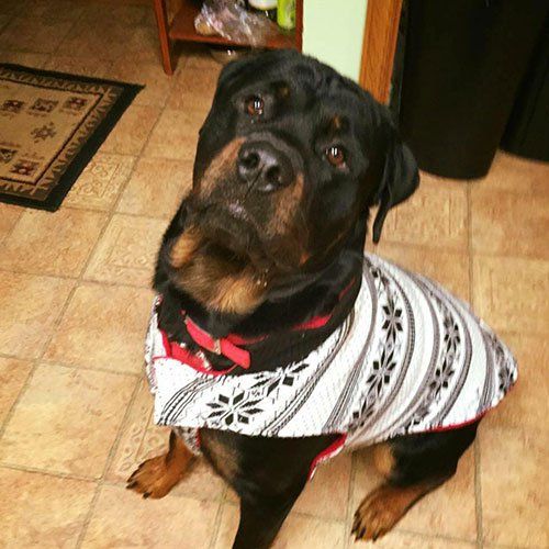 A black and brown dog wearing a sweater and bandana