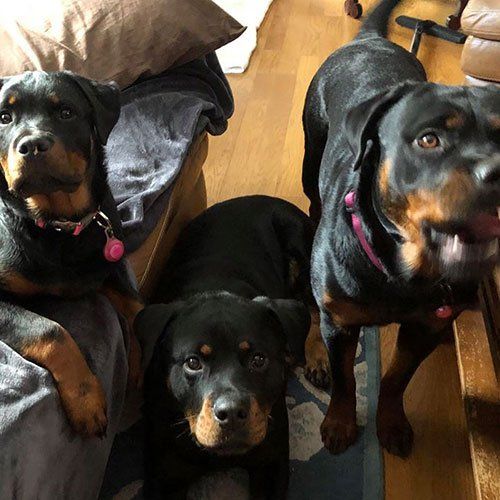 Three Rottweilers are standing next to each other in a living room.