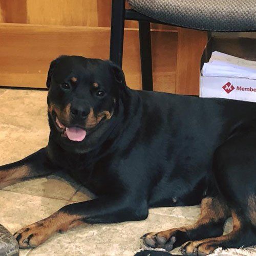 A Rottweilers is laying on the floor next to a box that says member