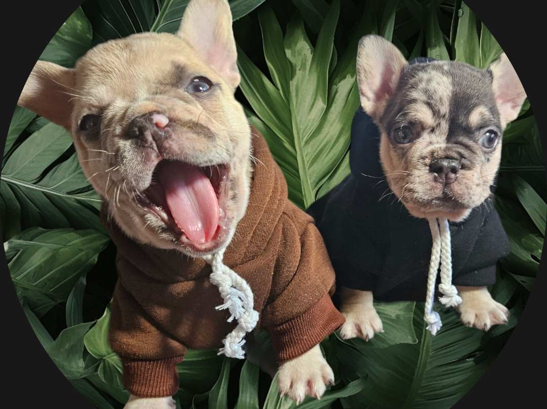 frenchies for sale,
puppies for sale,
Merle,french bulldog,
puppy, puppies, frenchies,bully,
for sale, cutie puppies, sale
puppies for sale,
stud services