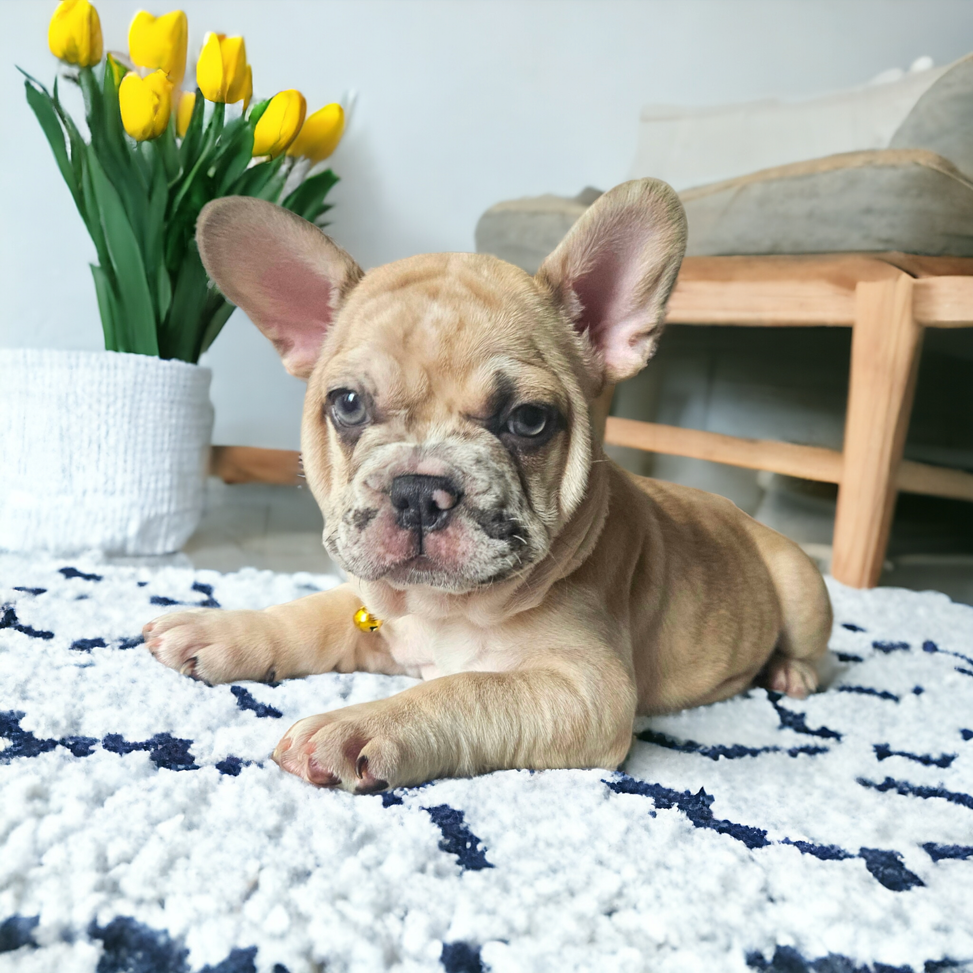 frenchies for sale,
puppies for sale,
Merle,french bulldog,
puppy, puppies, frenchies,bully,
for sale, cutie puppies, sale
puppies for sale,
stud services, Services, Whelping ,