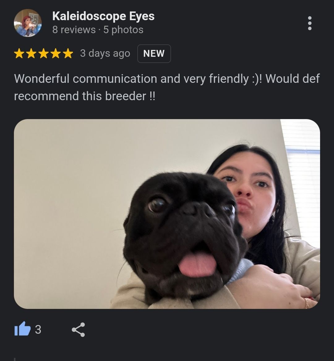 Frenchies for Sale Atlanta Georgia 