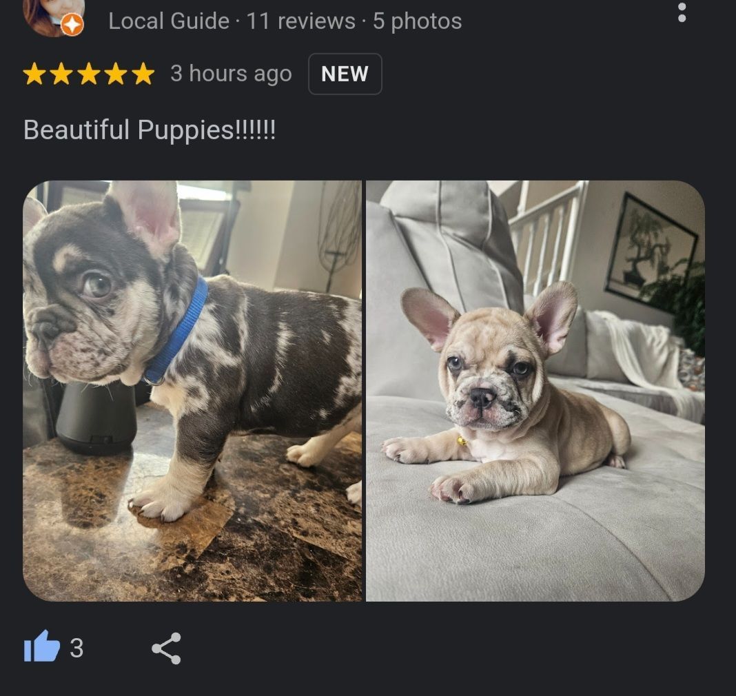 Frenchies for Sale Atlanta Georgia 