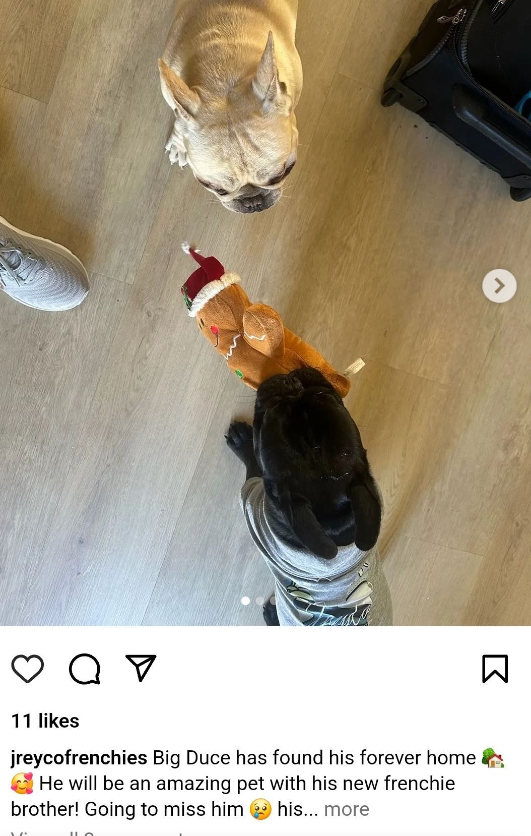 Frenchies for Sale Atlanta Georgia 