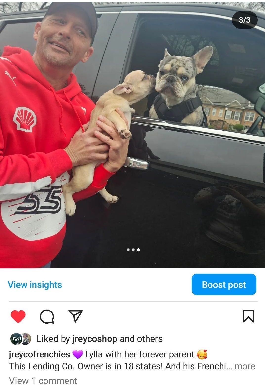 Frenchies for Sale Atlanta Georgia 