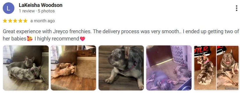 Frenchie Puppies, Puppies, Fluffies, French Bulldog,Best, top breeder, number1, Adoptions, Hot, Deals, Fluffy Frenchies, Big Rope Frenchies, 