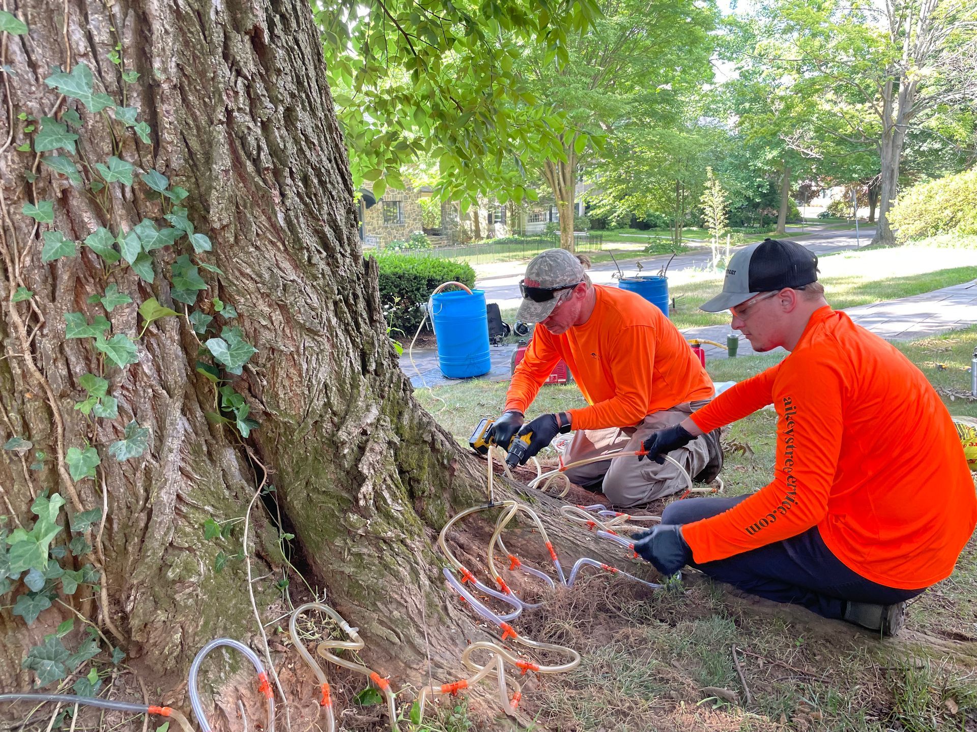 Spraying a Tree with a Sprayer in the Woods — Julian, PA — Aikey’s Tree Service