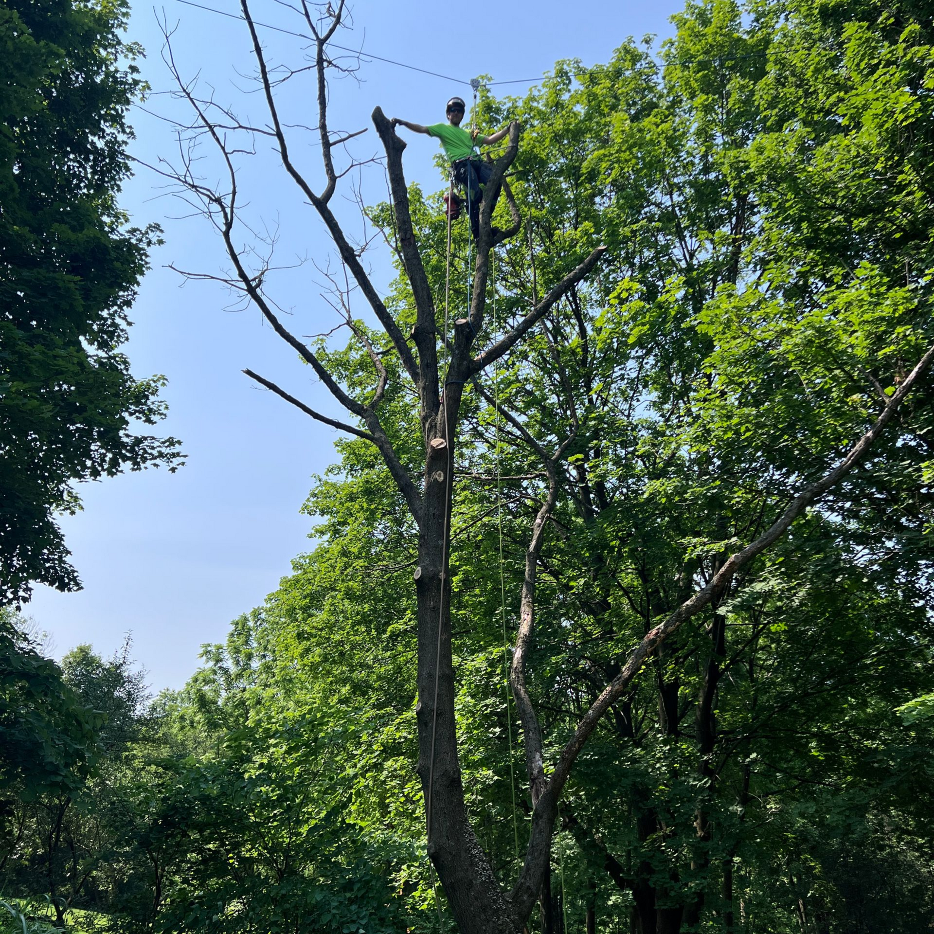 A Man is Cutting a Tree at the Road — Julian, PA — Aikey’s Tree Service A Man is Cutting a Tree at the Road — Julian, PA — Aikey’s Tree Service