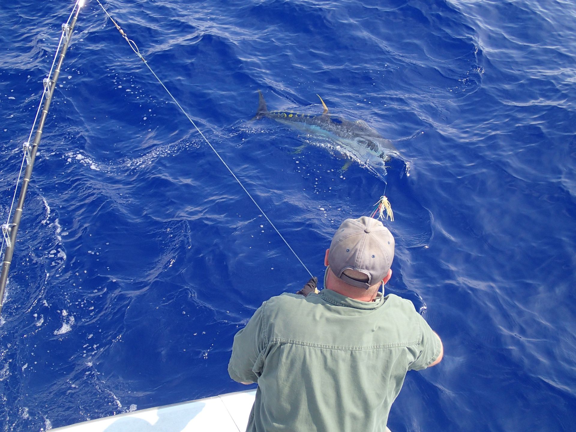A man is fishing in the ocean with a dolphin in the background