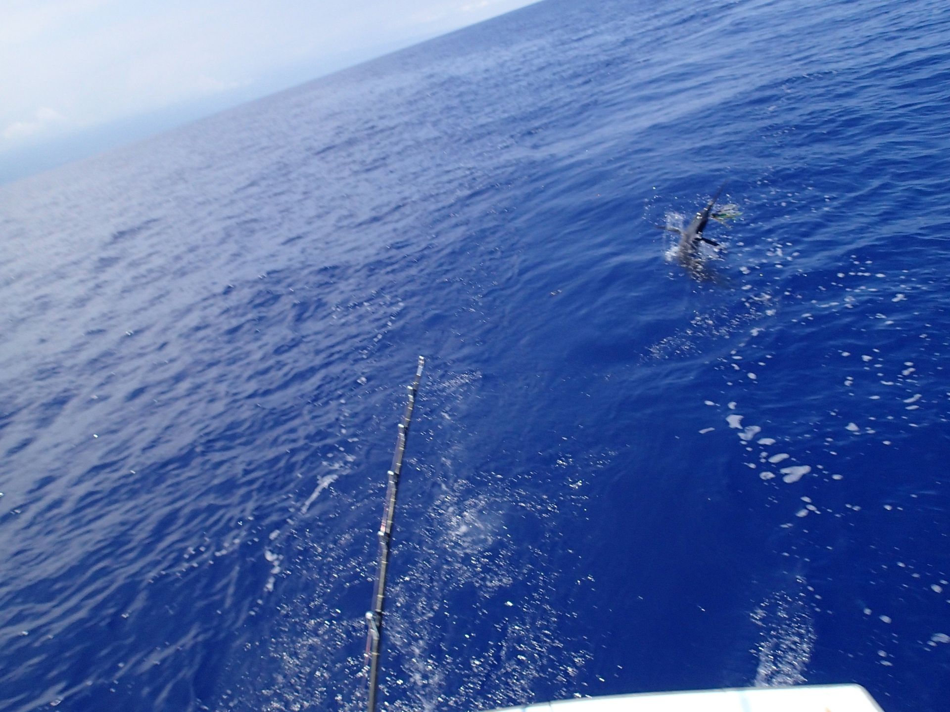 A dolphin is swimming in the ocean near a boat
