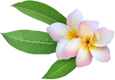 A pink flower with green leaves on a white background.