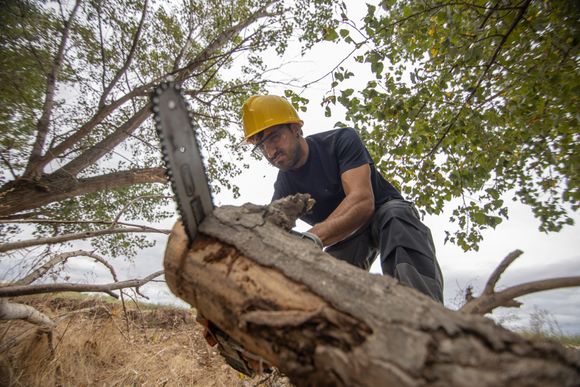 A man is cutting a tree with a chainsaw.