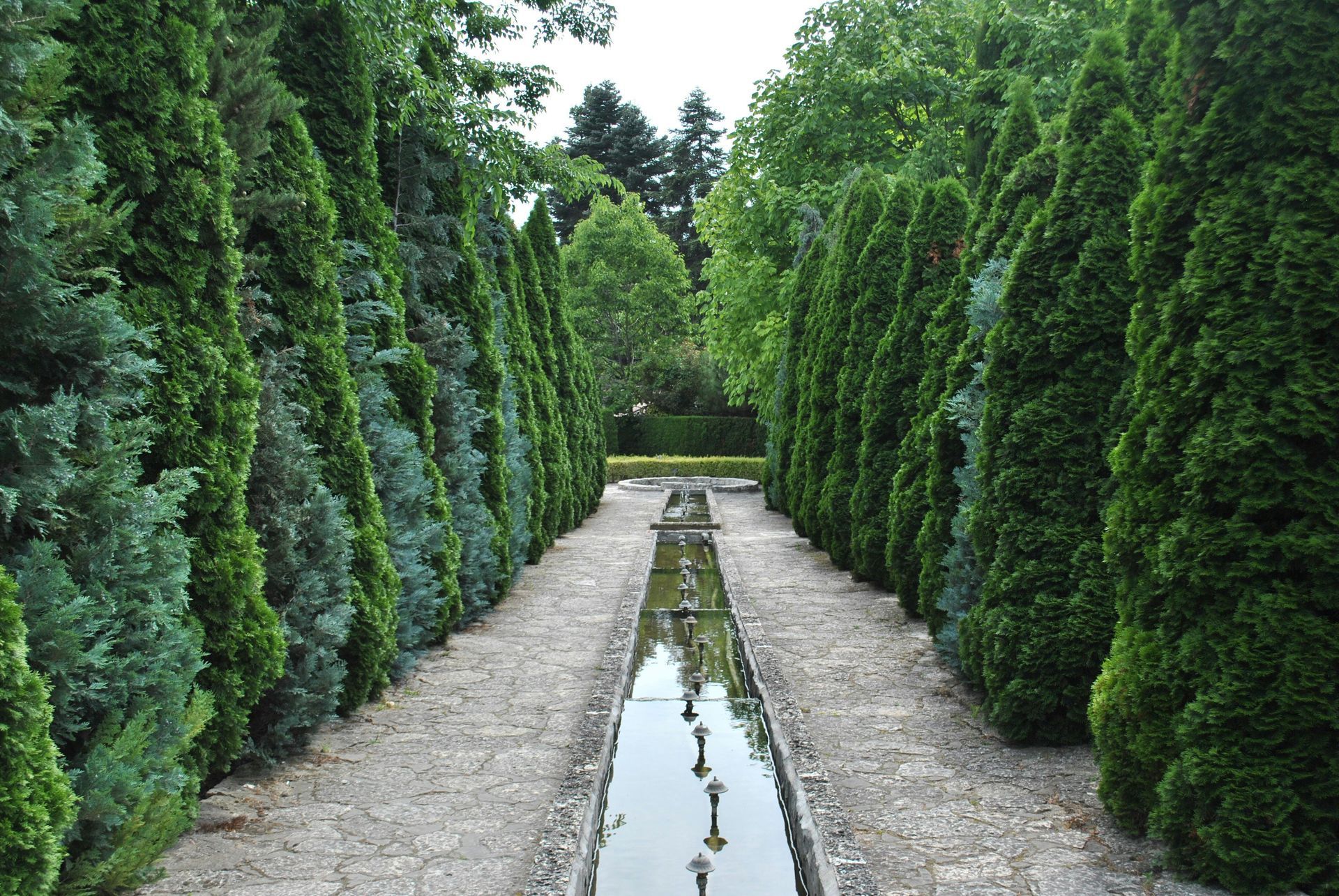 Professionally maintained evergreen trees creating a beautiful landscaped corridor