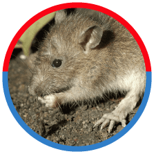 Removal of any nuisance pest