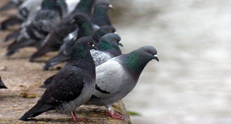 pigeon control 