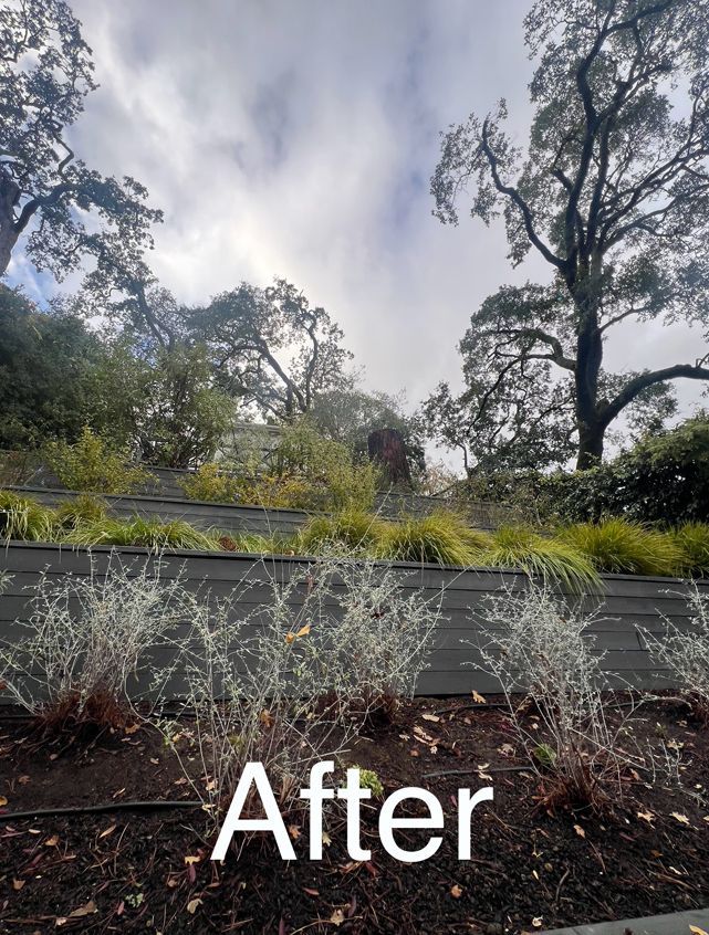 A picture of a garden with the words after on the bottom