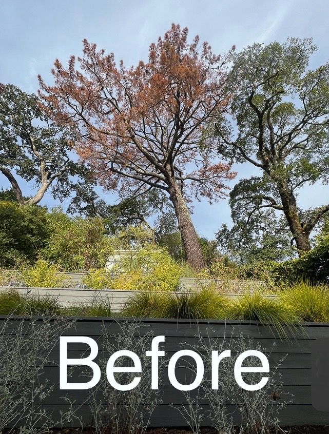 A picture of a tree before being cut down.