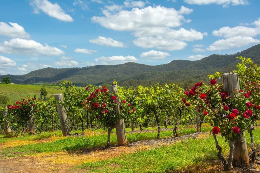 A Row Of Roses Growing In A Vineyard With Mountains In The Background — Port Stephens Cranes In Cessnock, NSW