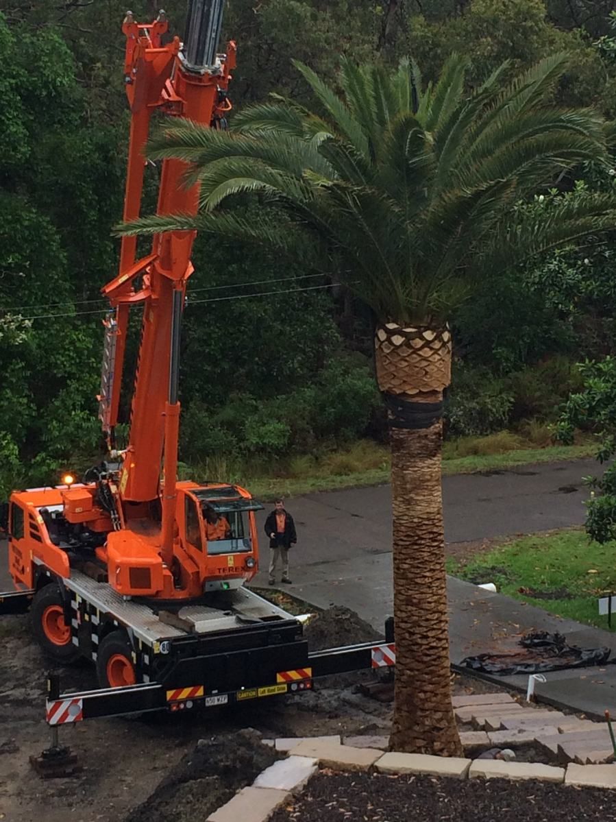 A Large Orange Crane Is Lifting A Palm Tree — Port Stephens Cranes In Salt Ash, NSW